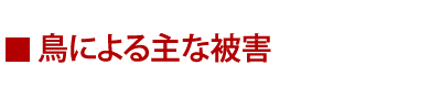 鳥による主な被害　鳥害