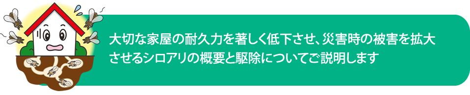 シロアリの概要と駆除　（シロアリ対策　シロアリ駆除）