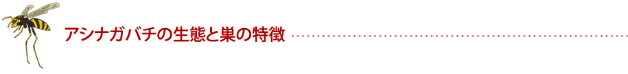 アシナガバチの生態と巣の特徴 ハチ対策