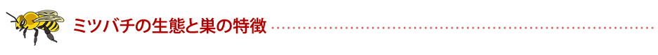 ミツバチの生態と巣の特徴