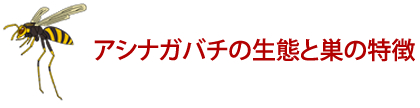 アシナガバチの生態と巣の特徴 ハチ対策