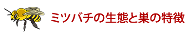 ミツバチの生態と巣の特徴