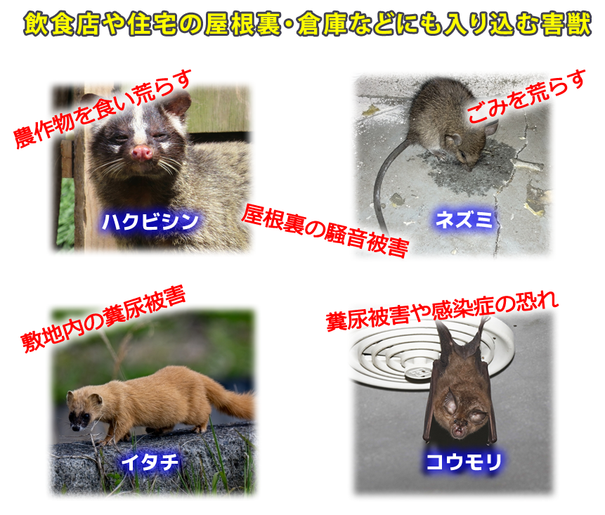 害獣駆除 三共プロテック