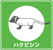 ハクビシン駆除