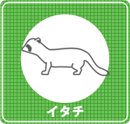 イタチ駆除